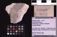 Foto (Objekt + Etiketten) von Abyssophthalmus sp. (NHMW-GEO-1990-0041-0040)